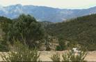 Marijuana field found on Mount Charleston