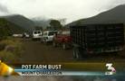 Police bust marijuana farm