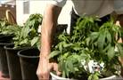 Medical marijuana affected by conflicting laws