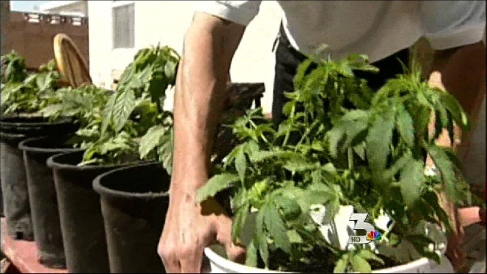 Medical marijuana affected by conflicting laws