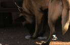 Nevada Highway Patrol K-9 troopers threaten to quit