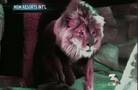 MGM closes lion habitat 