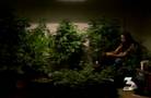 Bust yeilds more than $1 million in pot
