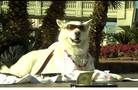 Animals on the Strip