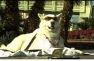 County considers banning pets on Strip