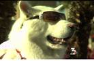 Pets banned from Strip