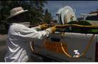 Bees attack landscaping crew