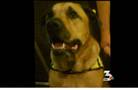 Judge rules on euthanizing dog