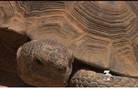 Desert tortoise endangered