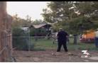 Commissioner's bull escapes