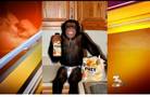 Animal activists protest against local chimp owner
