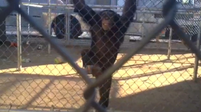 Kenzy the Chimp