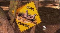 KSNV reports that citizens conduct a bird census in Henderson.
